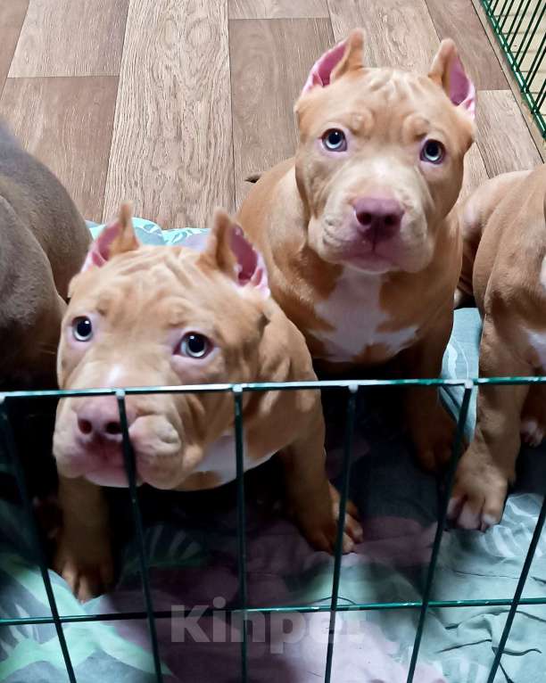 Собаки в Новосибирске: Щенки американского булли Девочка, 100 000 руб. - фото 1