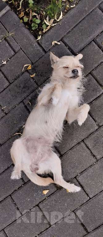 Собаки в Москве: Найдена собака Девочка, Бесплатно - фото 10