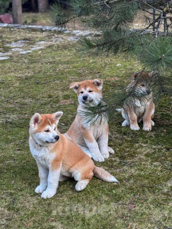 Собаки в Москве: Щенки Акита Ину Мальчик, 35 000 руб. - фото 9