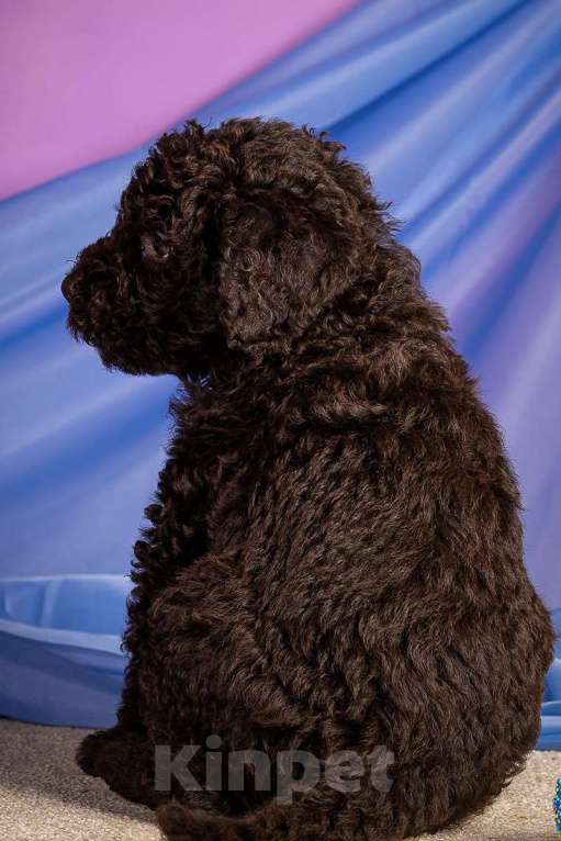 Собаки в Москве: ERMAYT Мальчик, 120 000 руб. - фото 6