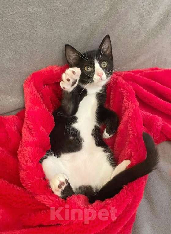 Кошки в Санкт-Петербурге: Милая Асенька с трогательной мордашкой Девочка, Бесплатно - фото 2