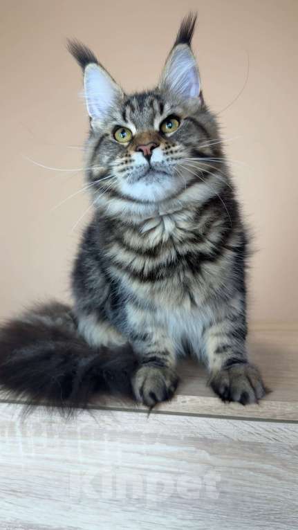 Кошки в Москве: Кошка МСО n22 Девочка, 70 000 руб. - фото 4