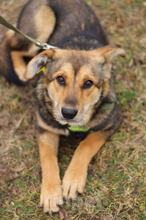 Собаки в Серпухове: Джерри.  Молодая собака для вольера. Девочка, Бесплатно - фото 2