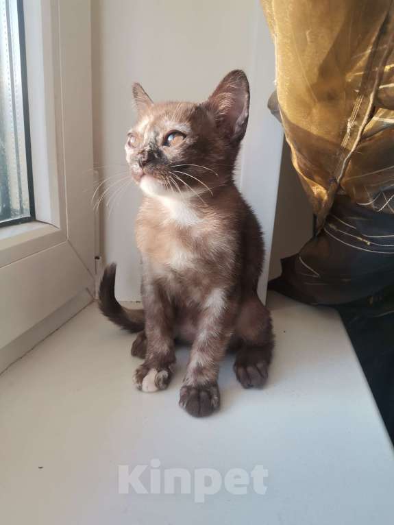 Кошки в Красноярске:    БУРМАНСКАЯ КОШЕЧКА Девочка, 35 000 руб. - фото 2