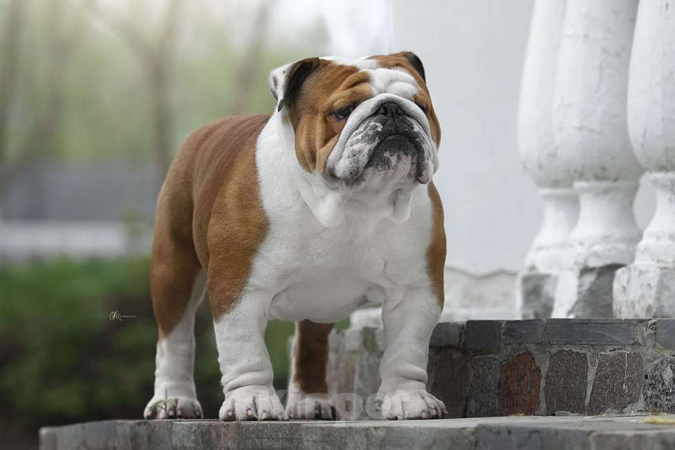 Собаки в Москве: Вязка Английский бульдог Мальчик, 40 000 руб. - фото 2