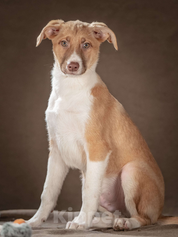 Собаки в Клине: Марсель — достойный джентльмен хочет стать вашим компаньоном Мальчик, Бесплатно - фото 5