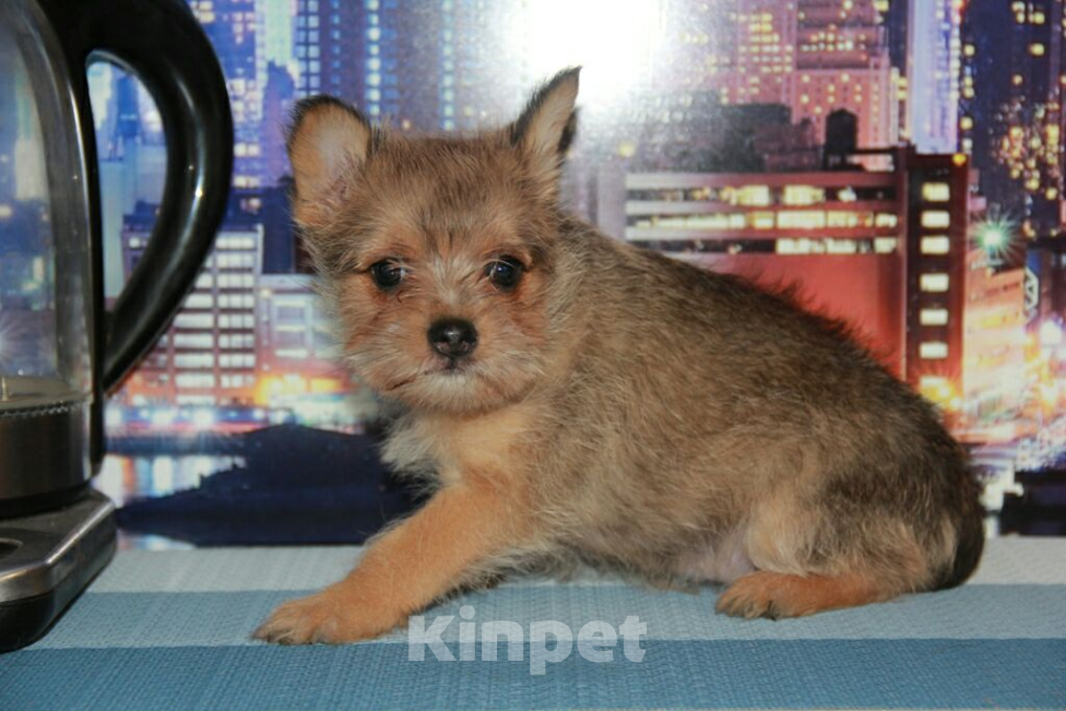 Собаки в Тосно: Щенки от любви цвергшнауцера и шпица. Девочка, 10 000 руб. - фото 4