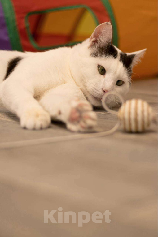 Кошки в Москве: Косенький Саввушка - лучший вмири кот Мальчик, Бесплатно - фото 6