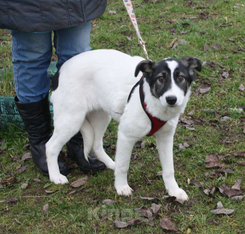 Собаки в Москве: Ласковая, добрая щеночек Панда в поисках своей родной семьи  Девочка, Бесплатно - фото 7