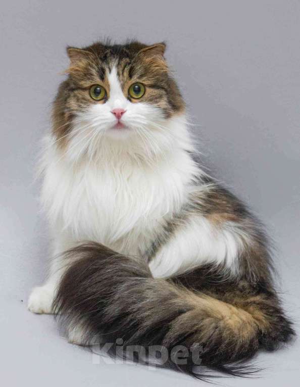 Кошки в Москве: Нежная ласковая кошечка Миу в добрые руки Девочка, Бесплатно - фото 7