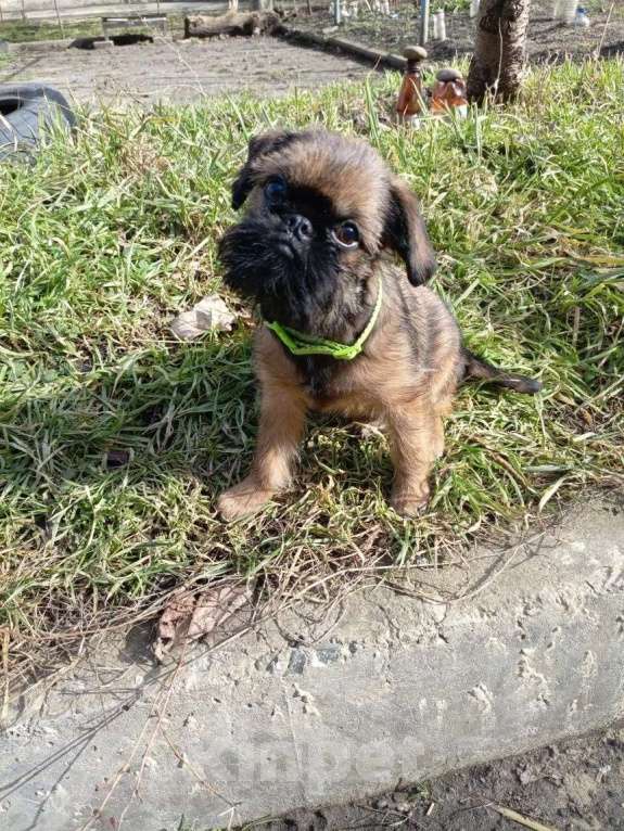 Собаки в Москве: Продаю щенка Брюссельского гриффона Мальчик, 15 000 руб. - фото 2