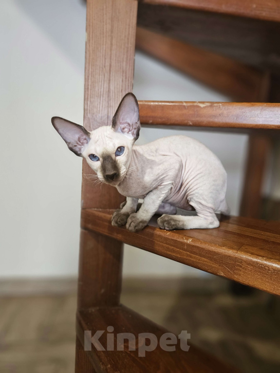 Кошки в Перми: Котенок Петерболд Девочка, 60 000 руб. - фото 2