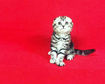 Кошки в Колпашево: Мраморная красотка, 1 руб. - фото 1