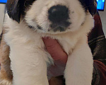 Собаки в Самаре: Щенки сенбернара, 50 000 руб. - фото 1