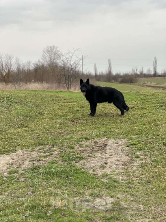 Собаки в других городах Краснодарского края: Потерялся пес Мальчик, 10 000 руб. - фото 2