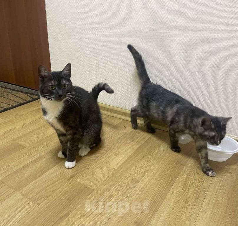 Кошки в Москве: Ласковые кошечки — мама и дочка ищут дом Девочка, Бесплатно - фото 1