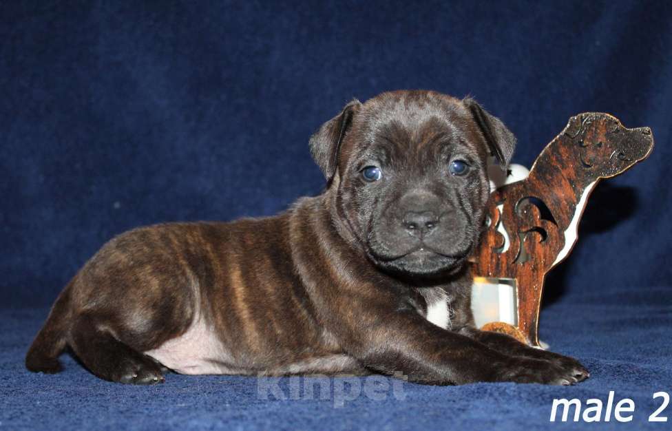 Собаки в Брянске: Стаффордширский бультерьер щенки Мальчик, 60 000 руб. - фото 5