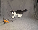 Кошки в Москве: Котёнок в дар , Котёнок в добрые руки , Котёнок даром Мальчик, Бесплатно - фото 2