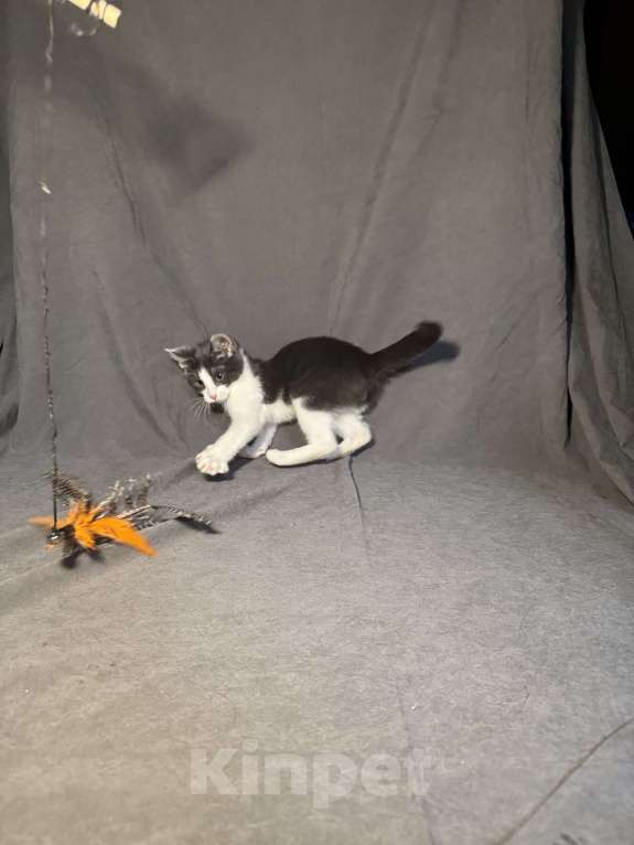 Кошки в Москве: Котёнок в дар , Котёнок в добрые руки , Котёнок даром Мальчик, Бесплатно - фото 2