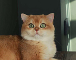 Кошки в Москве: Британский кот Мальчик, 100 000 руб. - фото 1