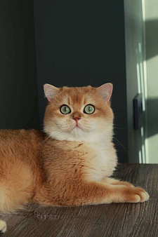 Объявление: Британский кот, 100 000 руб., Москва