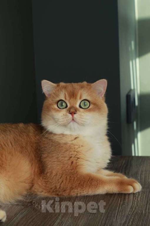 Кошки в Москве: Британский кот Мальчик, 100 000 руб. - фото 1