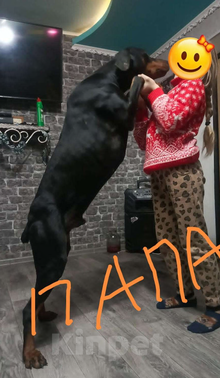 Собаки в других городах Краснодарского края: Щенки добермана Мальчик, 25 000 руб. - фото 1