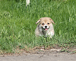 Собаки в Одинцово: Вельш Корги Пемброк Девочка, 50 000 руб. - фото 4