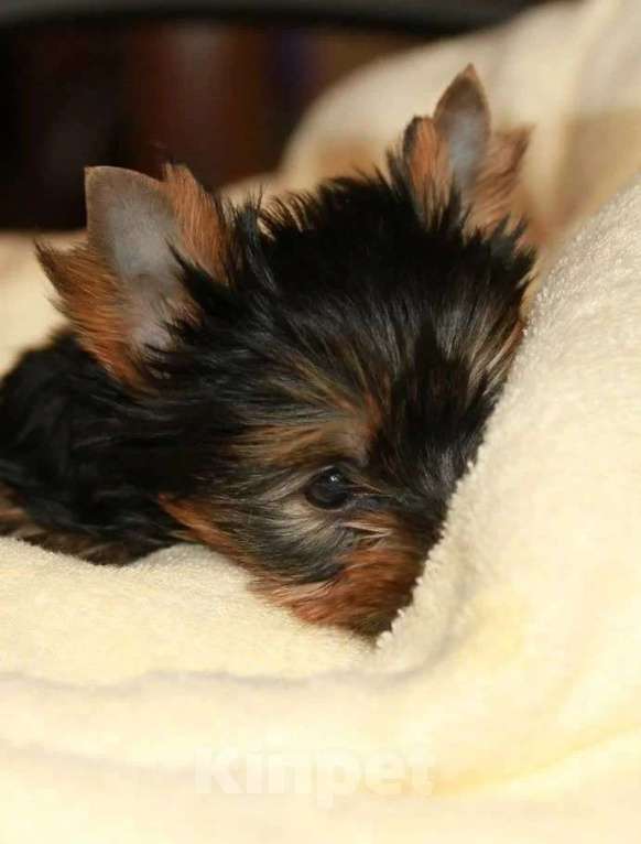 Собаки в Чапаевске: Щенки йорочки, 1 руб. - фото 5