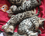 Кошки в Солнечногорске: Открыто бронирование, бенгальские котята, родились 13.06.2023 Девочка, Бесплатно - фото 1