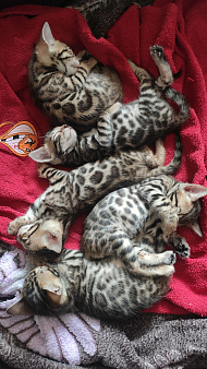 Объявление: Открыто бронирование, бенгальские котята, родились 13.06.2023, Бесплатно, Солнечногорск