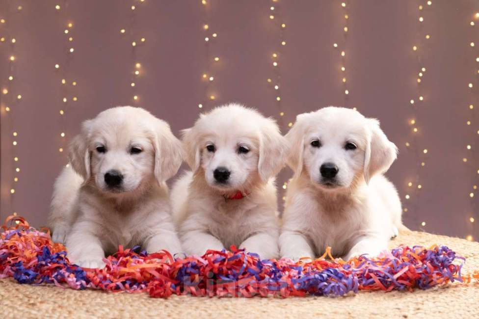 Собаки в Белгороде: Щенки золотистого ретривера Девочка, Бесплатно - фото 2