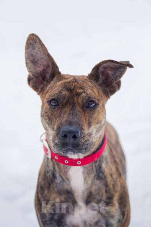 Собаки в Москве: Алано эспаньол Найта в добрые руки Девочка, Бесплатно - фото 2