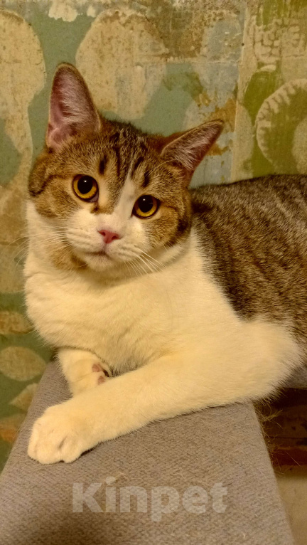 Кошки в Королеве: Пеппе котенок шотландской прямоухой (по папе) Девочка, 5 000 руб. - фото 1