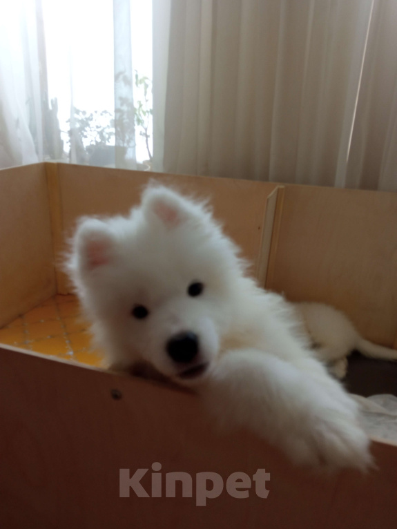 Собаки в Нижнем Новгороде: Продам щенков самоеда Мальчик, 25 000 руб. - фото 4