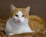 Кошки в Екатеринбурге: Кот Лева Мальчик, Бесплатно - фото 5