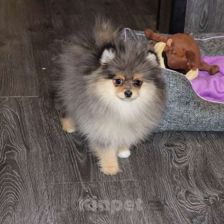 Собаки в Москве: Мраморная девочка Девочка, 55 000 руб. - фото 2