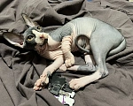 Кошки в Люберцах: 🐱 Эксклюзивное предложение: породистый сфинкс ищет заботливого хозяина! Мальчик, 15 000 руб. - фото 2