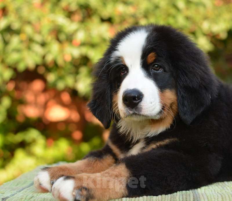 Собаки в Подольске: Щенки бернского зенненхунда Девочка, Бесплатно - фото 4
