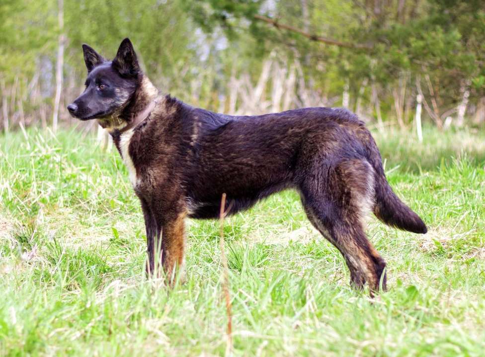 Собаки в Наро-Фоминске: Девочка, щенок, подросток Девочка, Бесплатно - фото 8