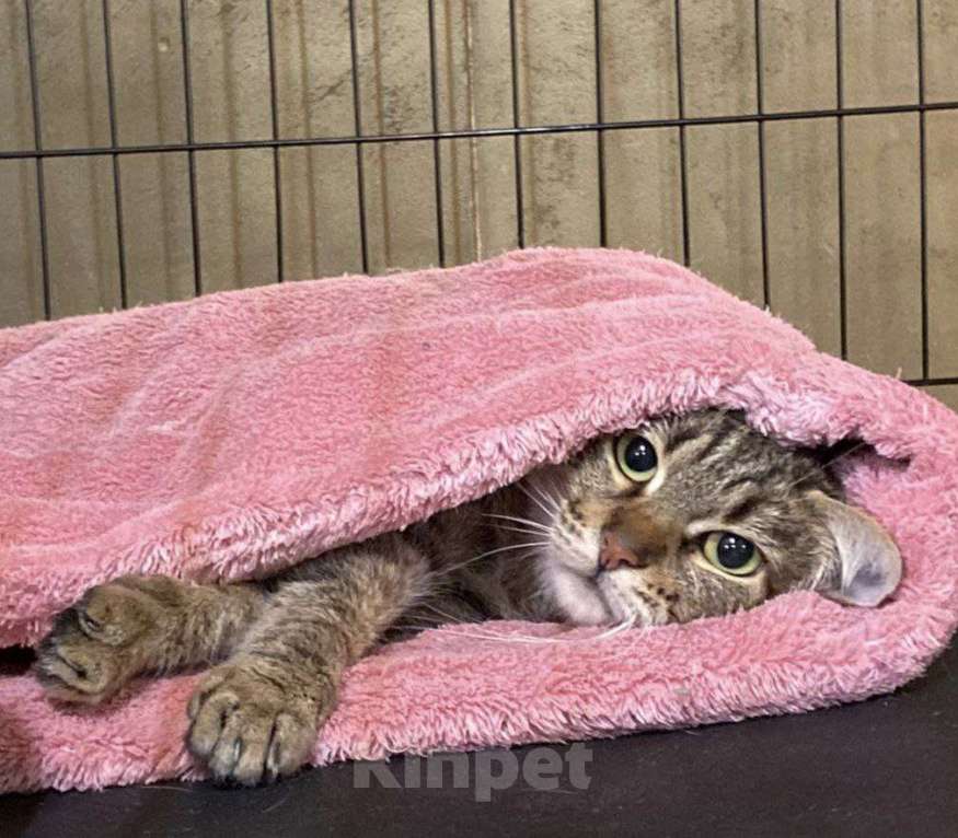 Кошки в Москве: Кошечка в добрые руки Девочка, Бесплатно - фото 2