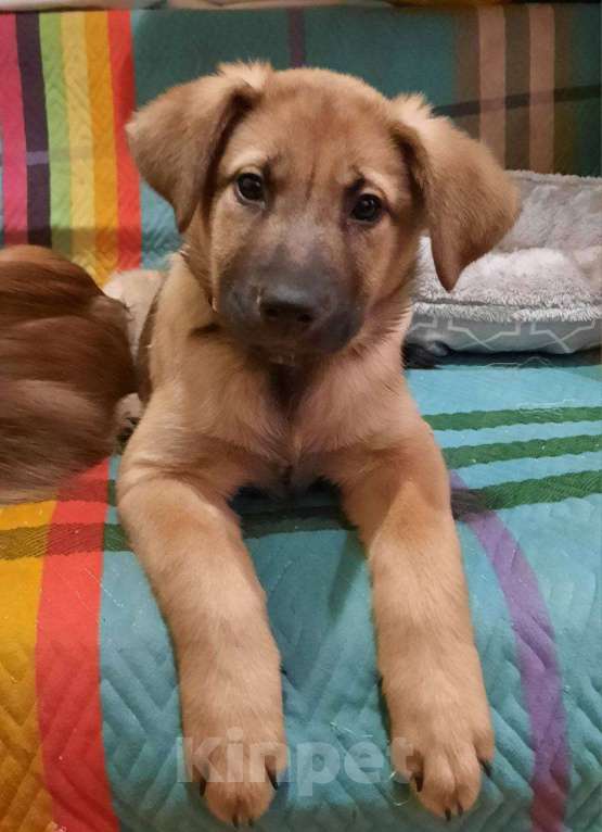 Собаки в Звенигороде: девочка Халва Девочка, Бесплатно - фото 1