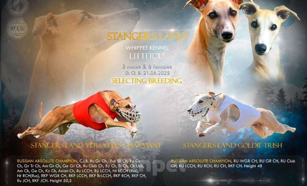 Собаки в Кубинке: Щенки уиппета Девочка, Бесплатно - фото 6