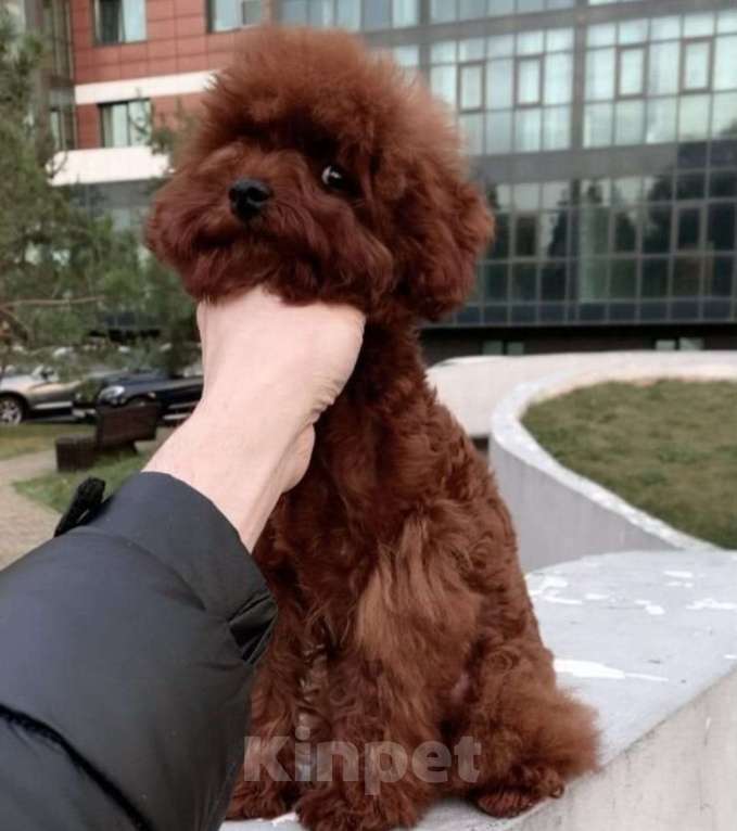 Собаки в Москве: 05.05.2025 Мальчик, Бесплатно - фото 1