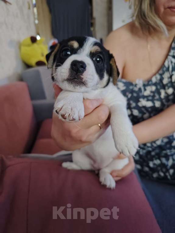 Собаки в Челябинске: продам щенка Девочка, 18 000 руб. - фото 3