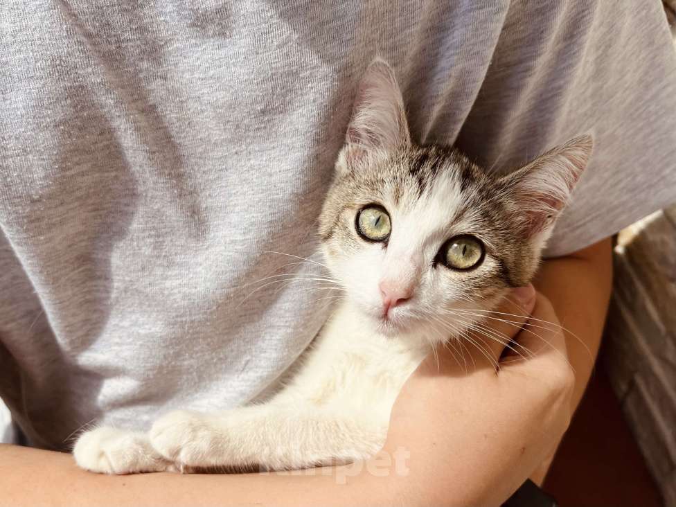 Кошки в Москве: Котенок девочка в добрые руки Девочка, 20 руб. - фото 2