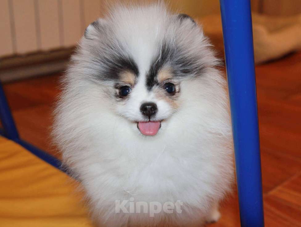 Собаки в Люберцах: Супер девочка шпица Девочка, 80 000 руб. - фото 2