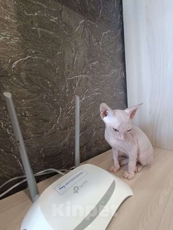 Кошки в Магнитогорске: Продам котят Девочка, 15 000 руб. - фото 4