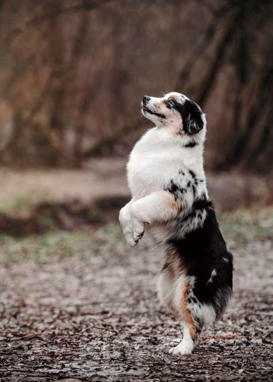 Собаки в Москве: Австралийская овчарка (Аусси) подросток Мальчик, 50 000 руб. - фото 3