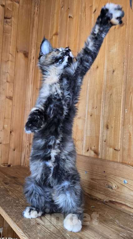 Кошки в Москве: Под стерелизацию Девочка, 1 руб. - фото 2